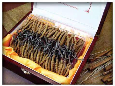 壶关冬虫夏草回收